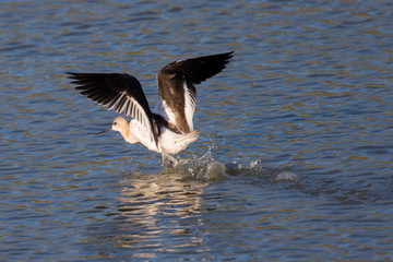 American avocet about landing in a North California marsh 