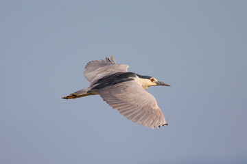 Black-crowned night heron flying, seen in the wild in North California