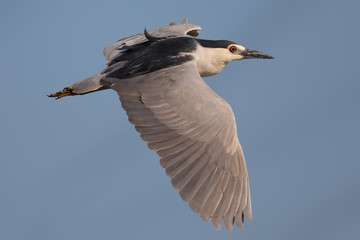 Black-crowned night heron flying, seen in the wild in North California