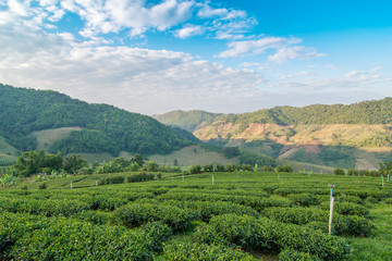 Fototapeta na wymiar Green tea bud and fresh leaves. Tea plantations in Chiang Rai Province, Thailand