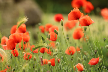 Fototapeta premium Maki