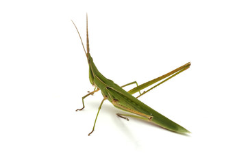 ショウリョウバッタ