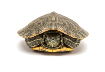 pet turtle red-eared slider or Trachemys scripta elegans hides its head under the shell