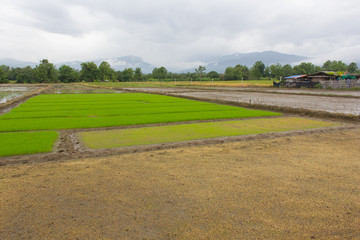 Fototapeta na wymiar Green Rice seedlings in rice field, lanscape