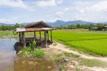 Fototapeta premium Cottage and green rice field with beauty sky in Thailand, Asia