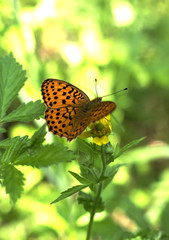 butterfly