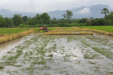 Fototapeta premium tractor in rice field, Mechanism farmer rice cultivation