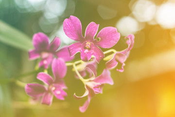 Fototapeta na wymiar Collection of Pink Orchids and bokeh