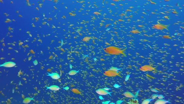 Tropical Colorful Scalefin Anthias. Picture of a beautiful underwater colorful fishes scalefin anthias fish and blue-green chromis in the tropical reef of the Red Sea, Dahab, Egypt.