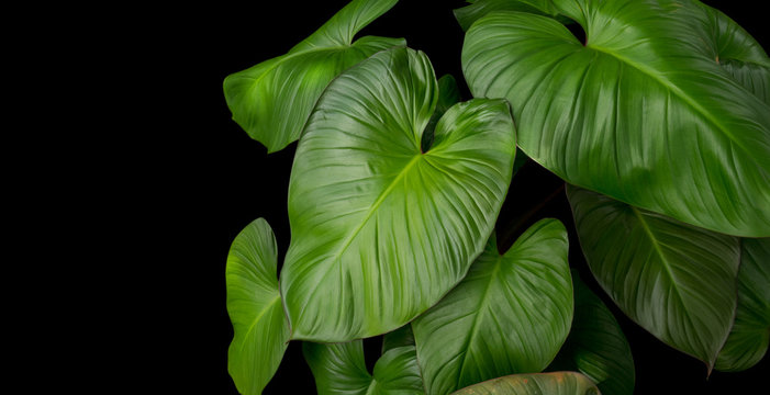 King of Heart Homalomena rubescens (Roxb) green leaves tropical plant on black background