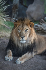 Plakat Lion at rest