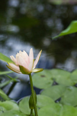 Lotus Flower