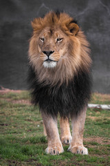 Standing lIon