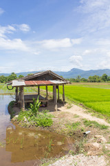 Obraz na płótnie Canvas Cottage and green rice field with beauty sky in Thailand, Asia