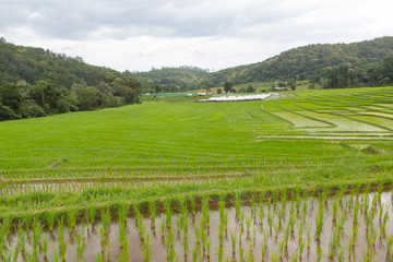 Beautiful green Rice Terraces in Doi inthanon, Maeglangluang Karen village, chiangmai Thailand