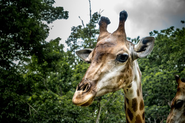 Naklejka premium Head of giraffe on green background