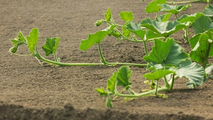 野菜畑　カボチャ