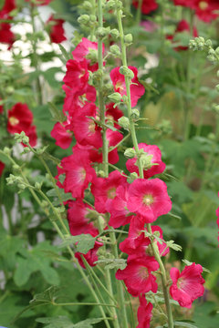Stockrose