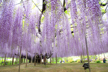 Purple wisteria blossom tree