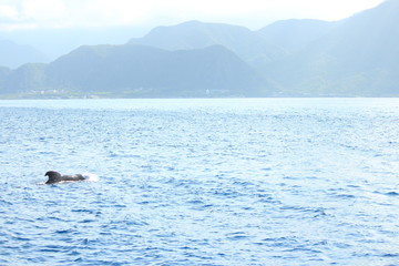 きれいな海でイルカやクジラの鑑賞 Dolphins and whales watching in ocean 