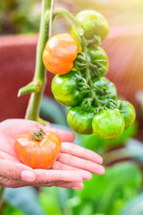 Farmer holding fresh tomatoes at sunset. Food, vegetables, agriculture.Tomato harvest. Farmers hands with freshly harvested tomatoes with tomatoes tree background.
