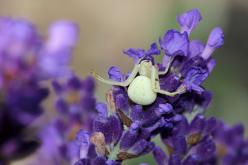 Veränderliche Krabbenspinne