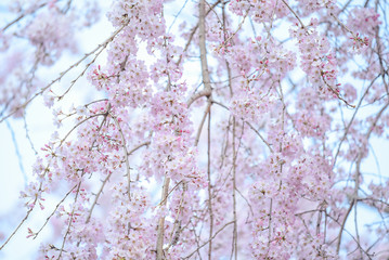close up of Japanese cherry blossom or Pink Sakura flower, nature spring season concepts
