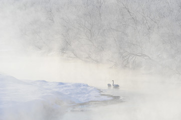 川霧に浮かぶタンチョウ