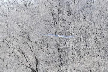 霧氷を背景に飛ぶ白鳥