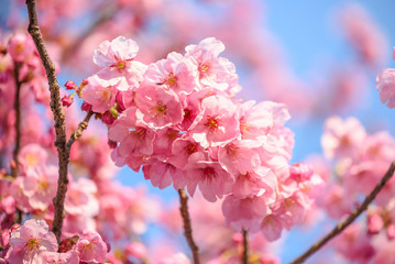 close up of Japanese cherry blossom or Pink Sakura flower, nature spring season concepts