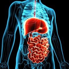 3d illustration of human body organ (digestive system)