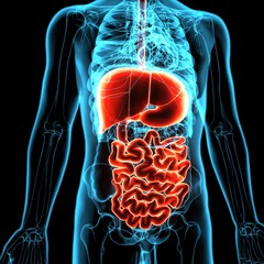 3d illustration of human body organ (digestive system)