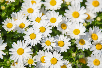 Abstract pattern of beautiful daisy (white flower) in the garden, use for background or backdrop in nature environment and health care concepts