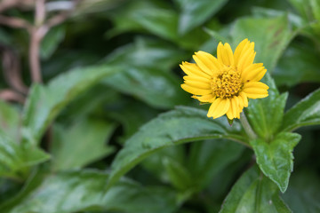 yellow flower