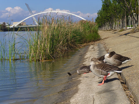Seville, Spain -  March 28th, 2017. Group of Goose resting at the shore of Guadalquivir river. On background there are Barqueta Bridge, and Alamillo Bridge, by Santiago Calatrava