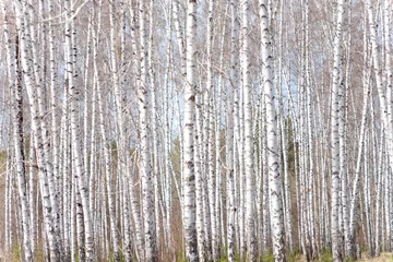 Wall murals Birch grove birch forest