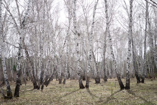 Fototapeta birch forest