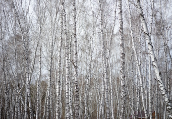 birch background