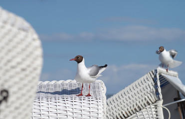 Lachmöwen an der Ostsee