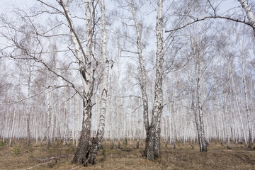 birch forest