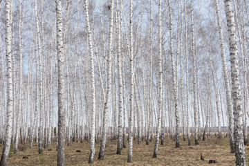 birch forest