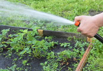 watering