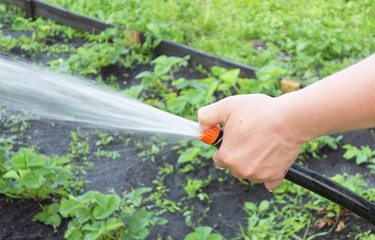 Obraz premium watering