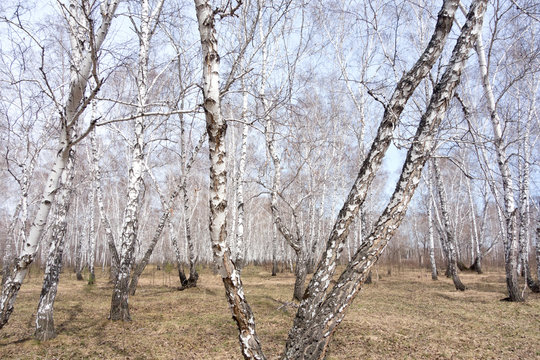 Fototapeta birch forest