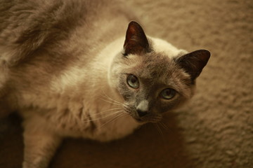 Gray cat looking at camera 