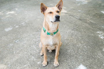 Brown dog sitting on the floor