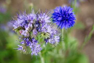 purple wild flowers close up 