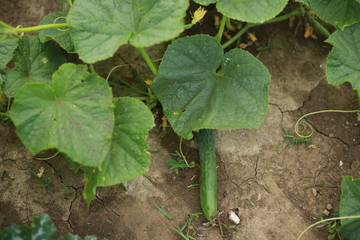 Cucumber plant in home garden 