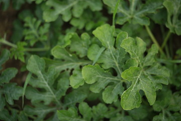 Watermelon leaves 