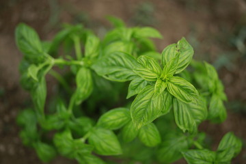 Basil plant growing in home garden on a farm